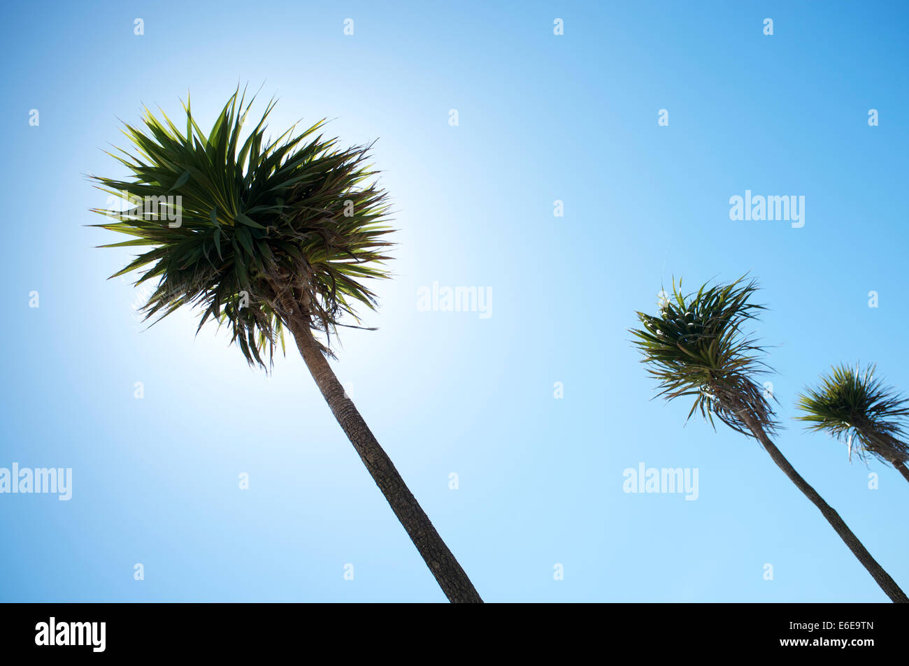 Palm Trees on the sea front at Bournemouth beach Stock Photo