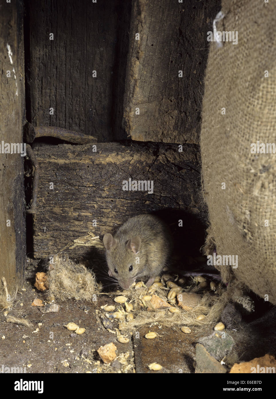House Mouse - Mus domesticus Stock Photo - Alamy