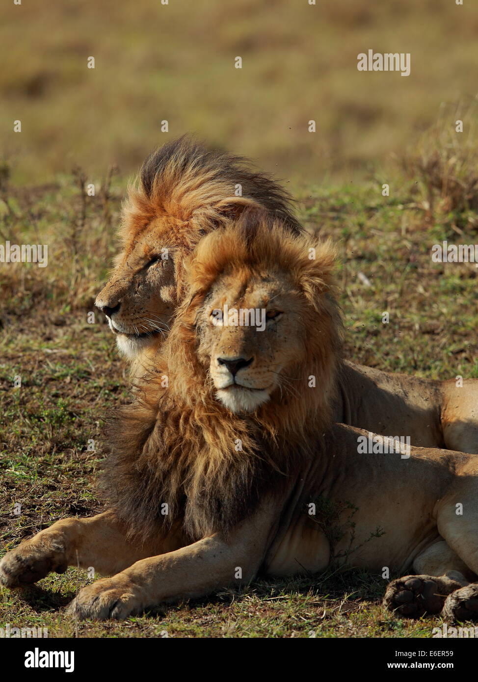 African male lion masai mara national park hi-res stock photography and ...