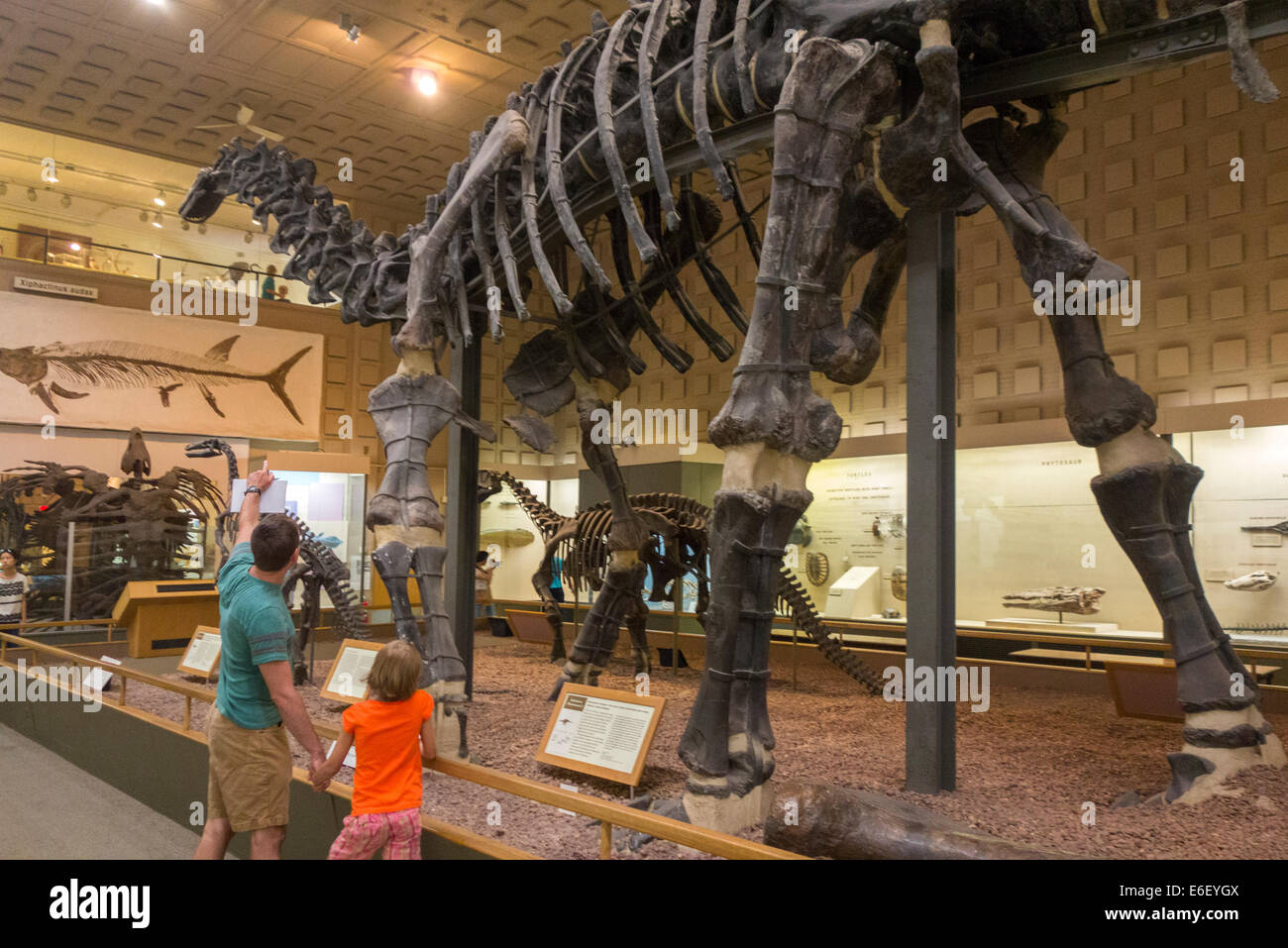 Peabody Museum of Natural History Yale University Stock Photo