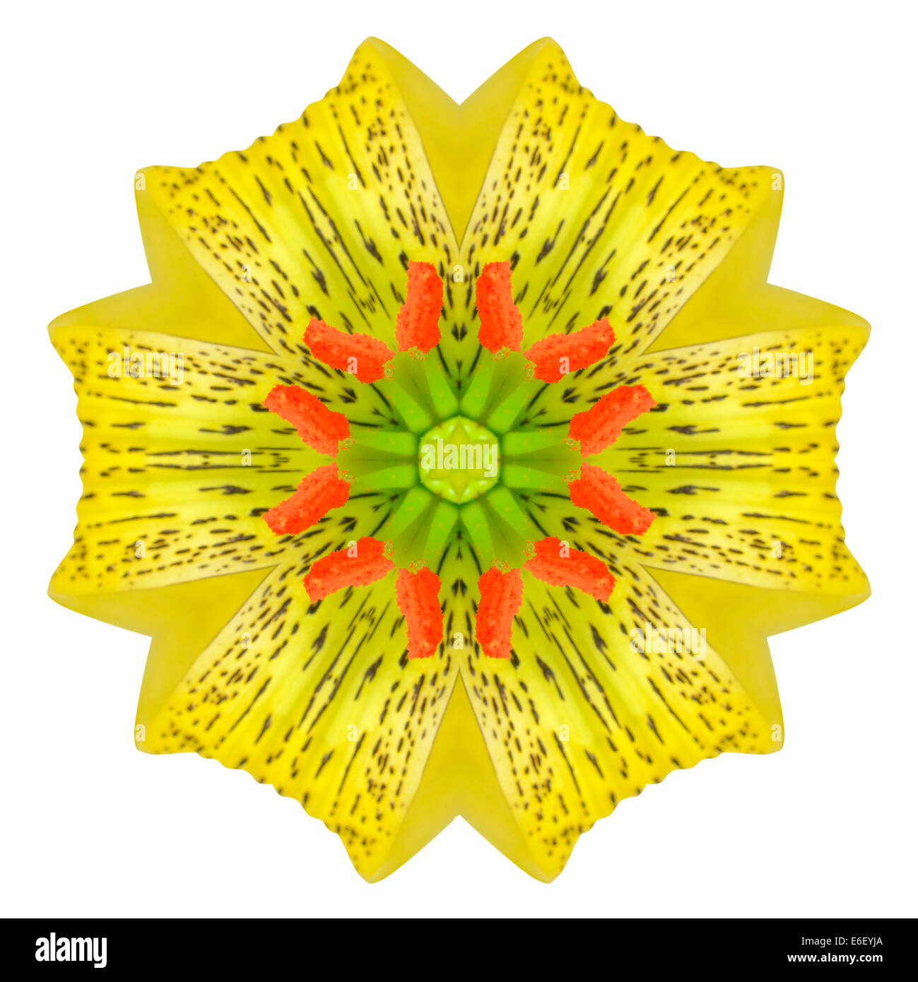 Kaleidoscopic Flower Mandala  Isolated on White Background Stock Photo