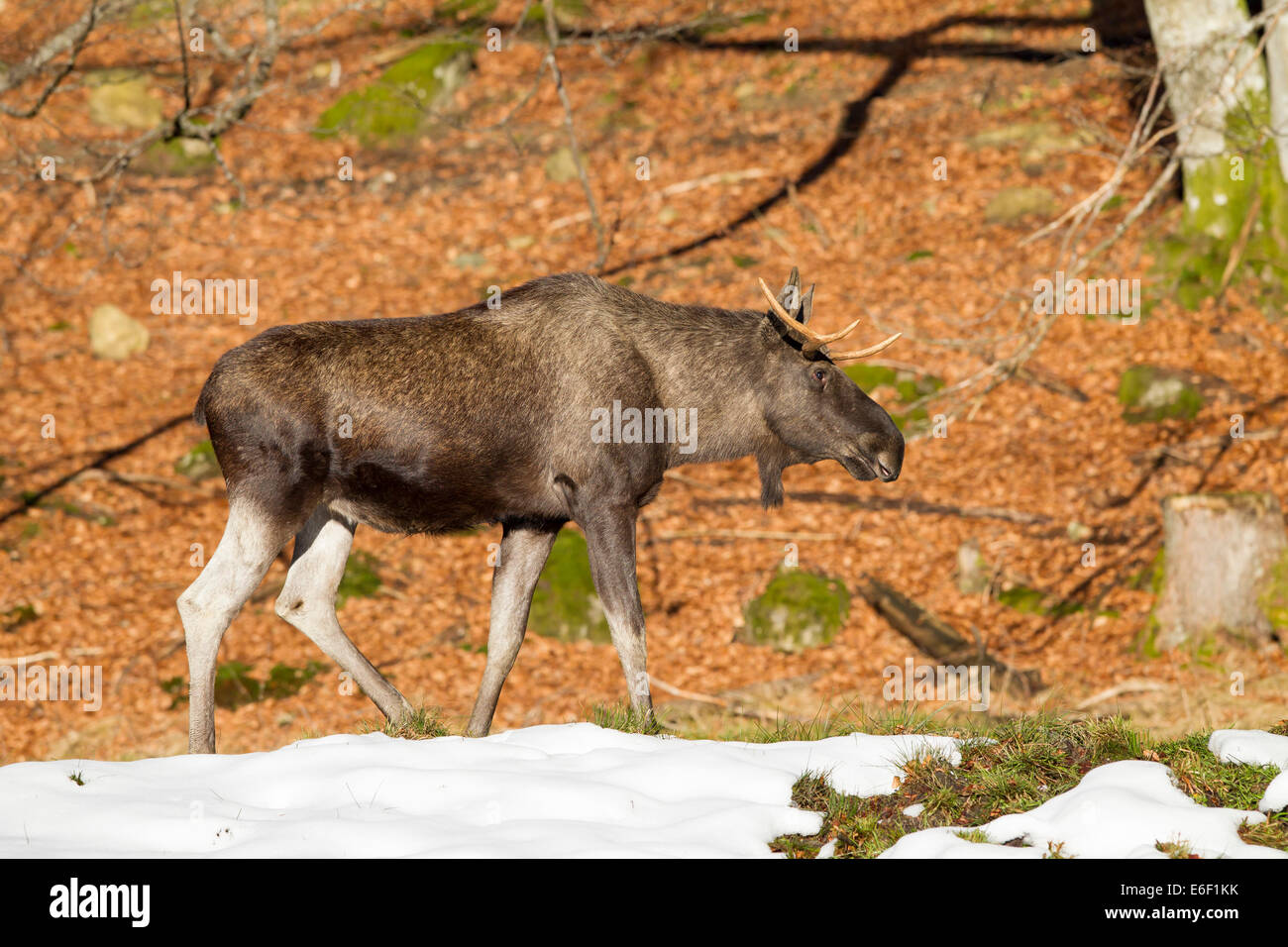 Alces alces moose elk antler deer Elchhirsche Eurasian males Moose Stock Photo