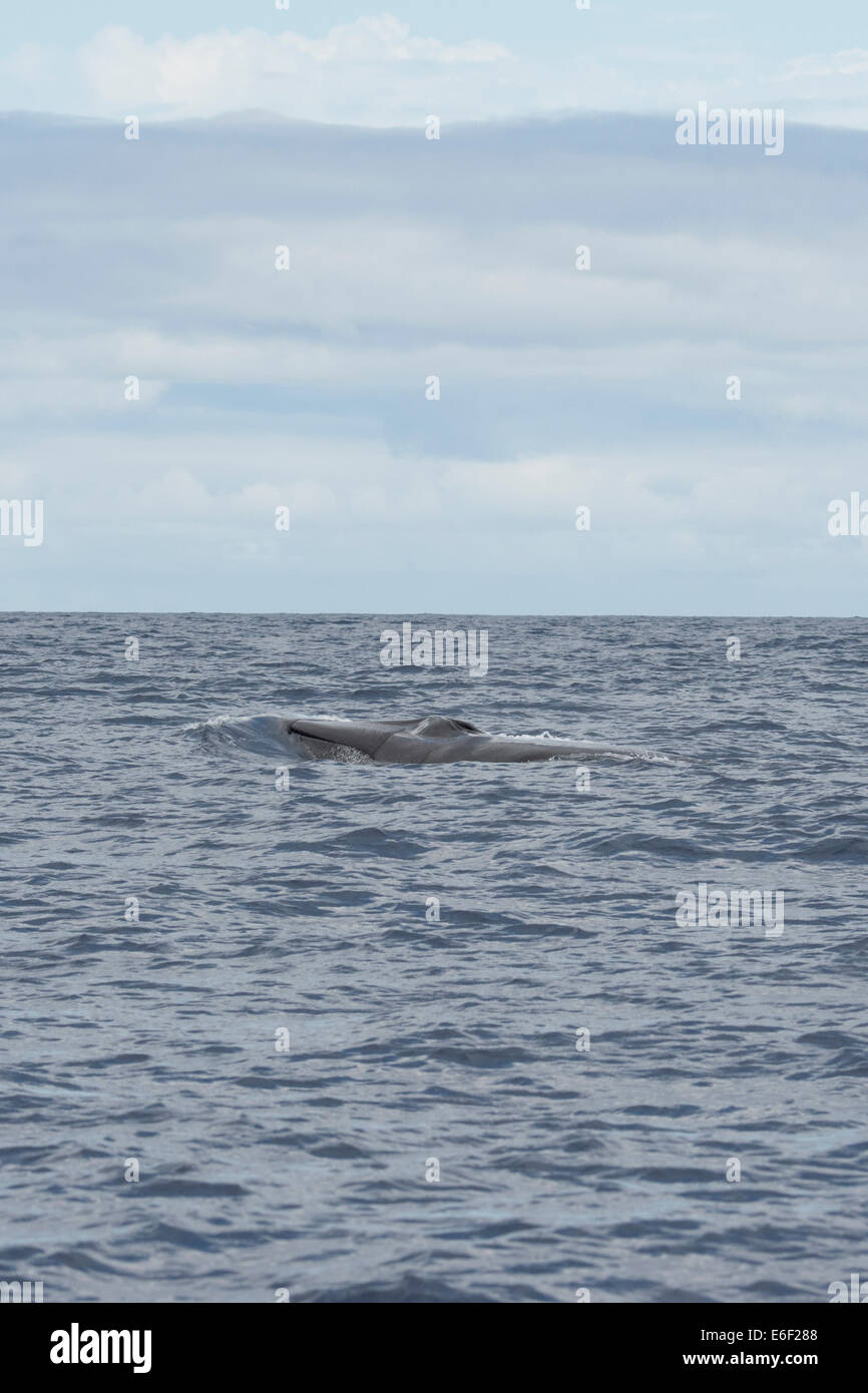 Fin Whale, Balaenoptera physalus, surfacing, near Pico, Azores, Atlantic Ocean. Stock Photo