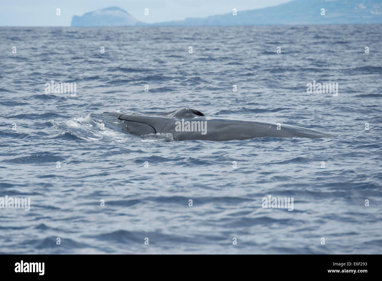 Fin Whale, Balaenoptera physalus, surfacing, near Pico, Azores, Atlantic Ocean. Stock Photo