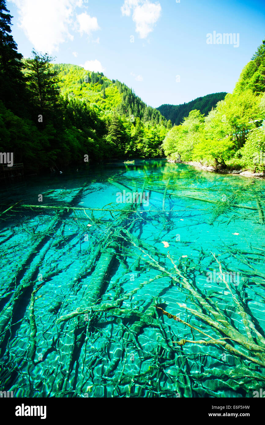 juizhaigou lake with submerged forest. Stock Photo