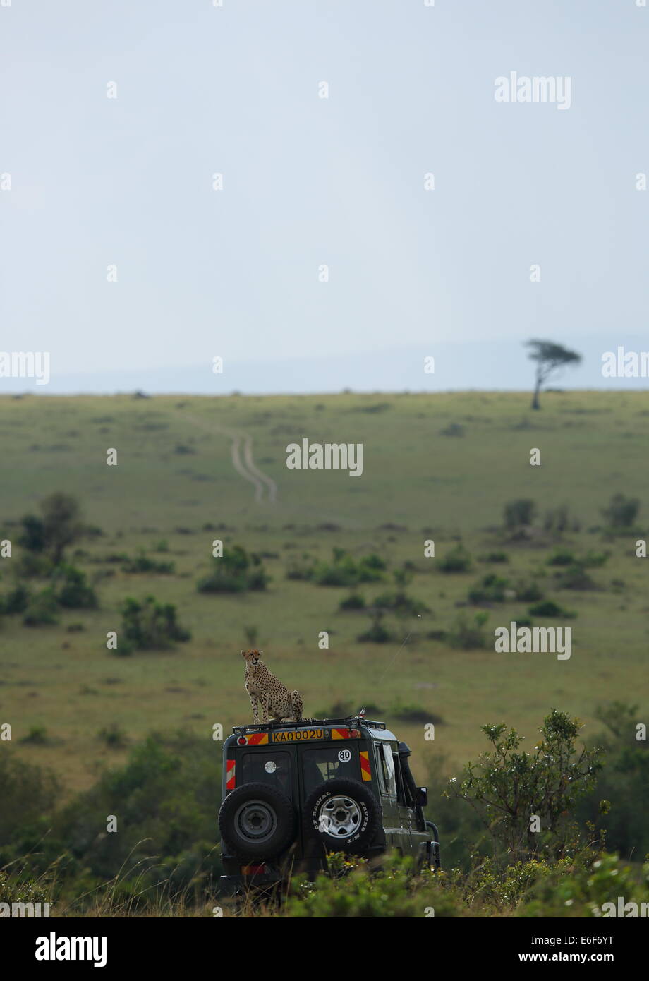 Cheetah on the top of tourist vehicle in Masai Mara Stock Photo