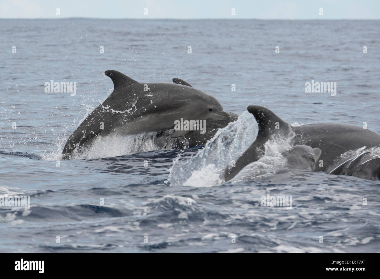 Bottlenose Dolphin group, Tursiops truncatus, surfacing, near Lajes Do Pico, Azores, Atlantic Ocean. Stock Photo