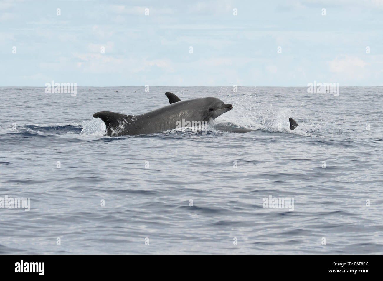 Bottlenose Dolphin group, Tursiops truncatus, surfacing, near Lajes Do Pico, Azores, Atlantic Ocean. Stock Photo