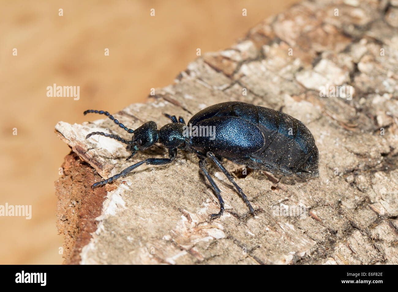 Blasenkaefer Blister beetles Maiwurm Meloidae Oelkaefer Pflasterkaefer Stock Photo