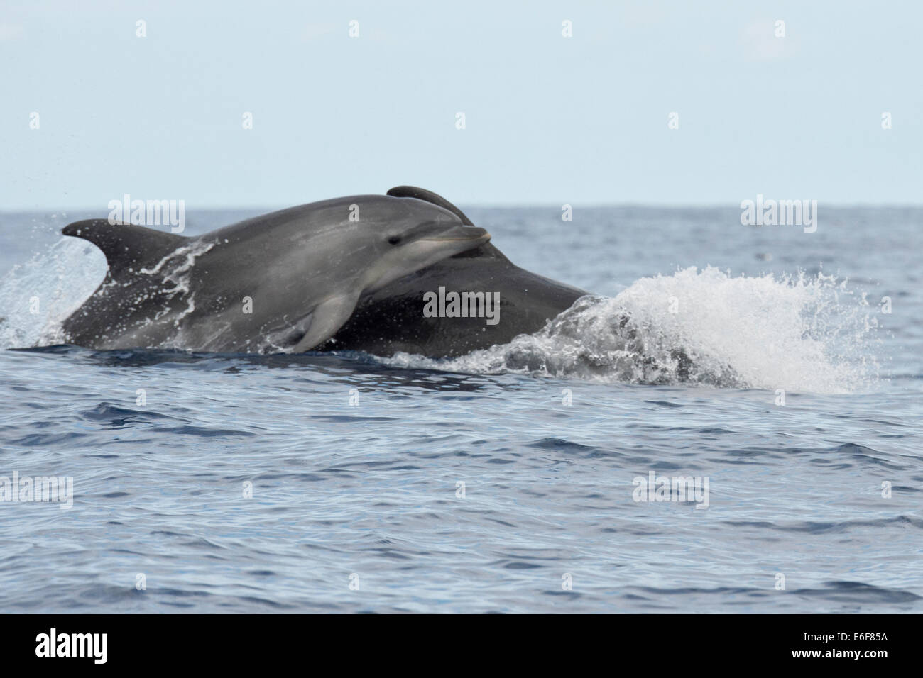Bottlenose Dolphin, Tursiops truncatus, surfacing, near Lajes Do Pico, Azores, Atlantic Ocean. Stock Photo