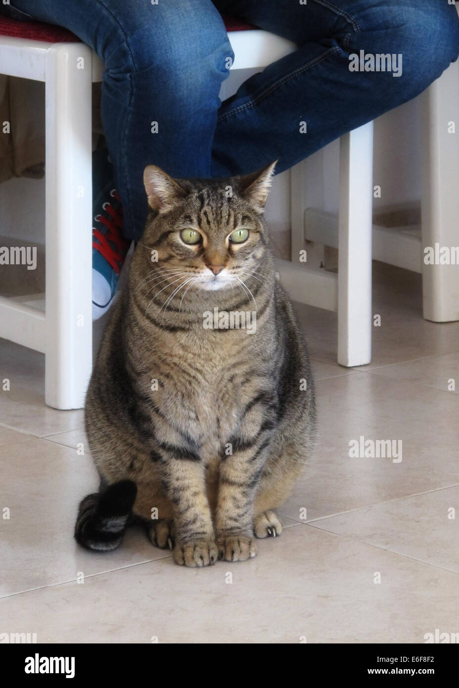 Tabby cat and blue jeans Stock Photo - Alamy