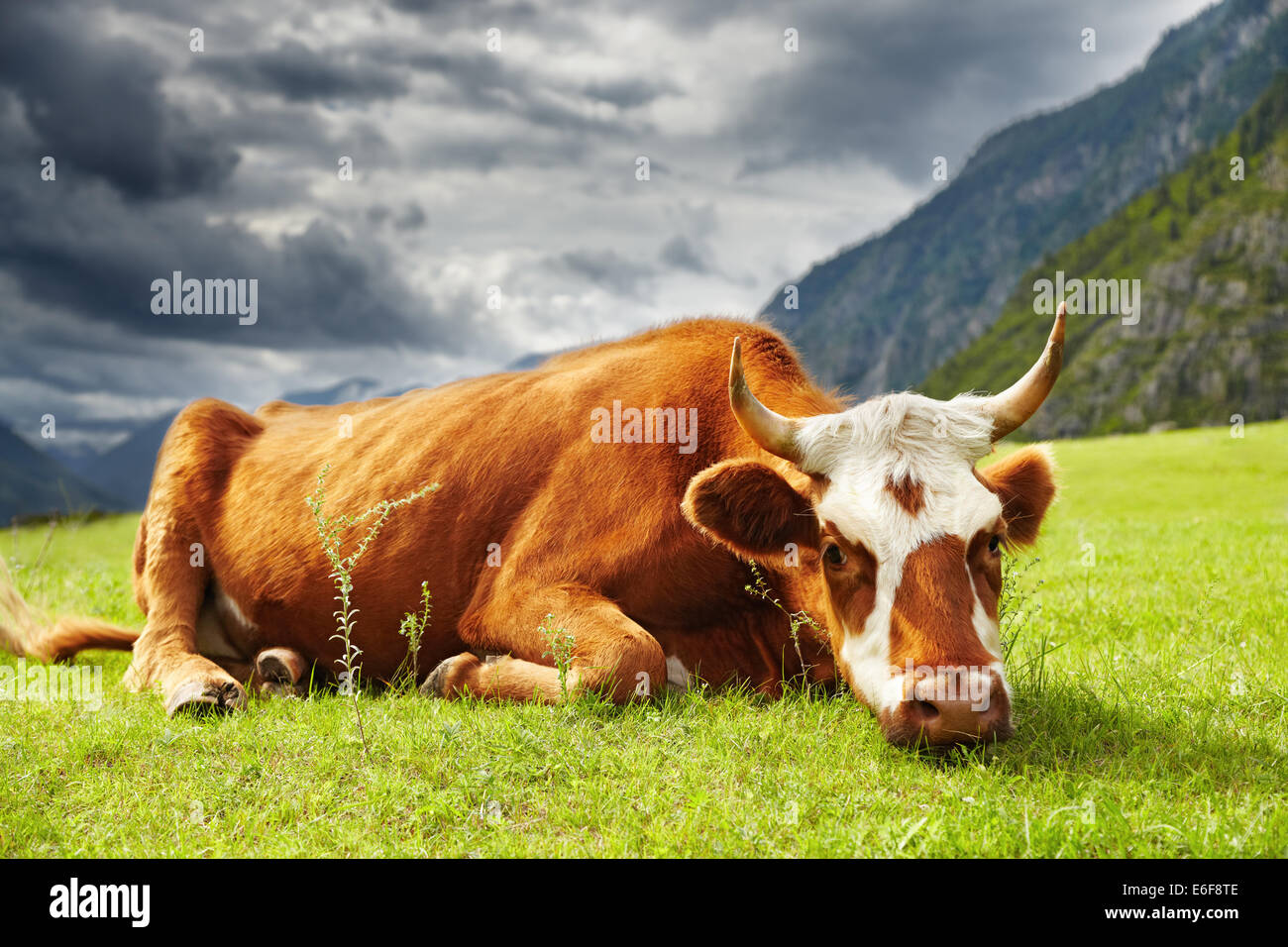 Meditative cow on the mountain pasture Stock Photo