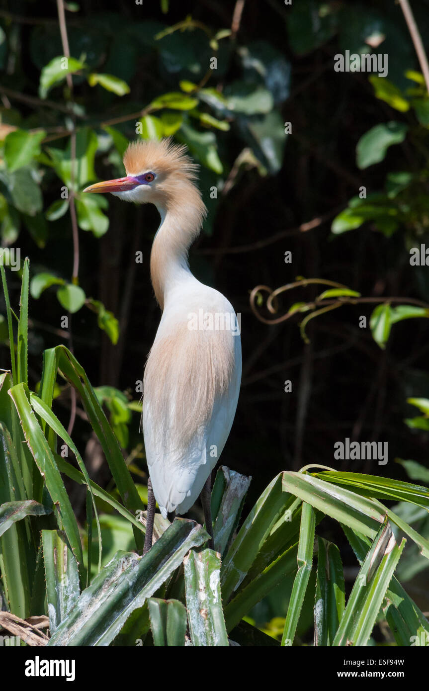 Indian Cattle Egret Stock Photo