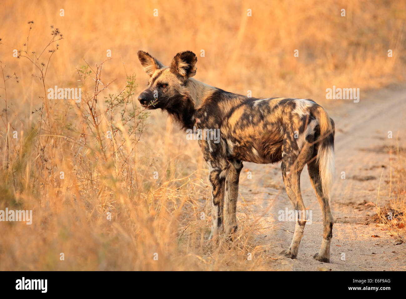 African wild dog or painted hunting dog (Lycaon pictus), SabieSand