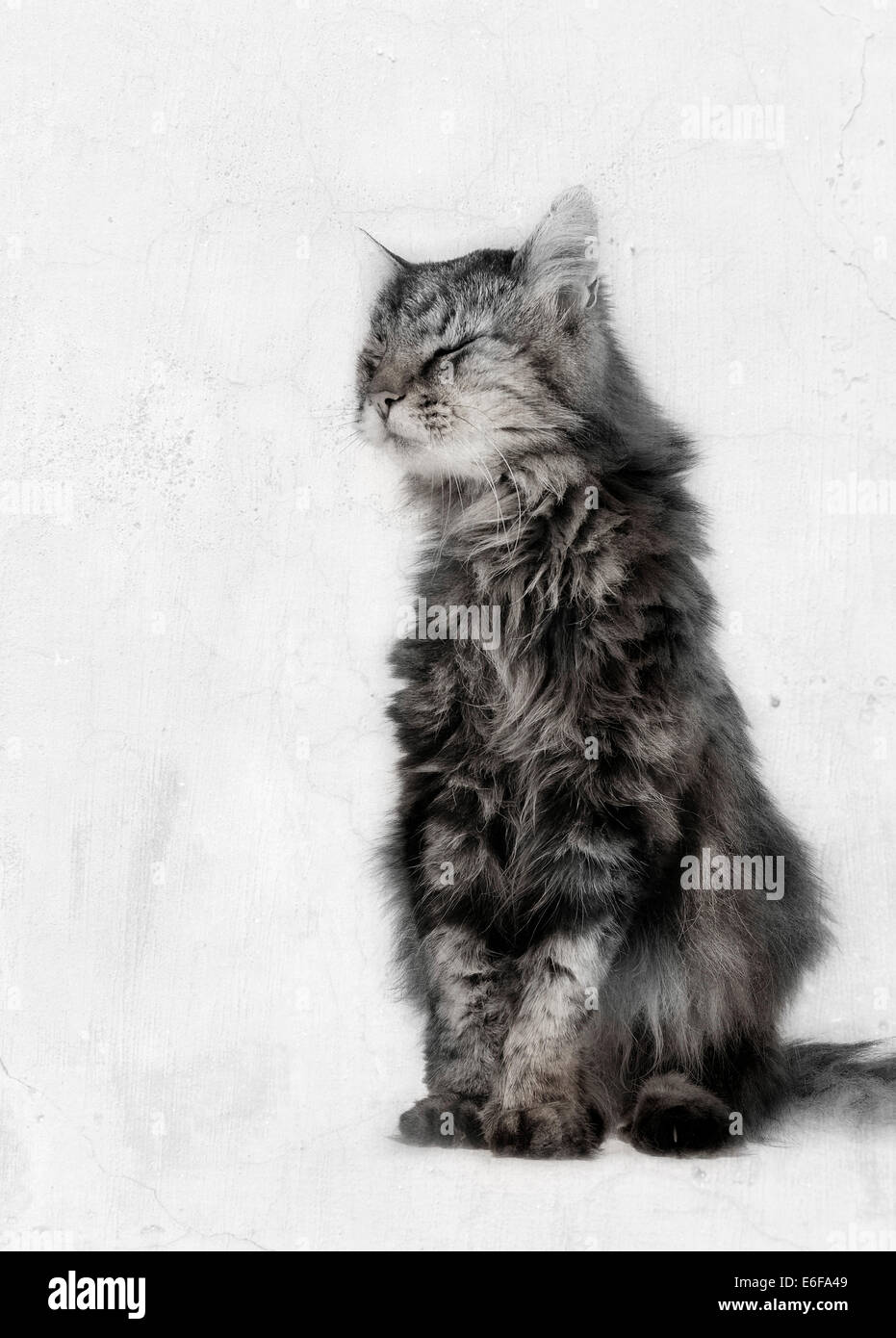 Old long haired cat Stock Photo