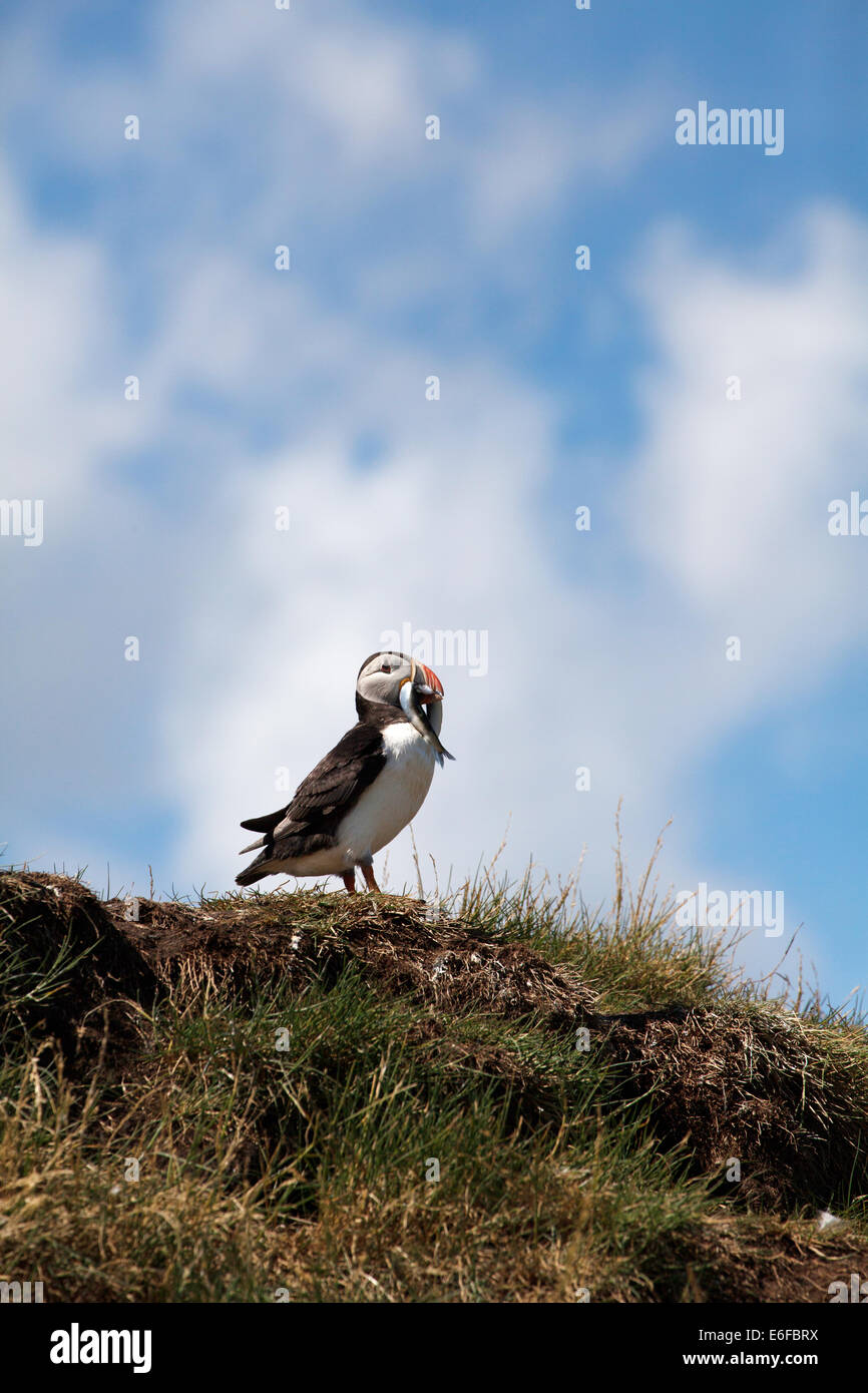 fratercula arctica puffin on grass bank with silver sand eels in his beak, Farne Islands, Northumberland, England, UK Stock Photo