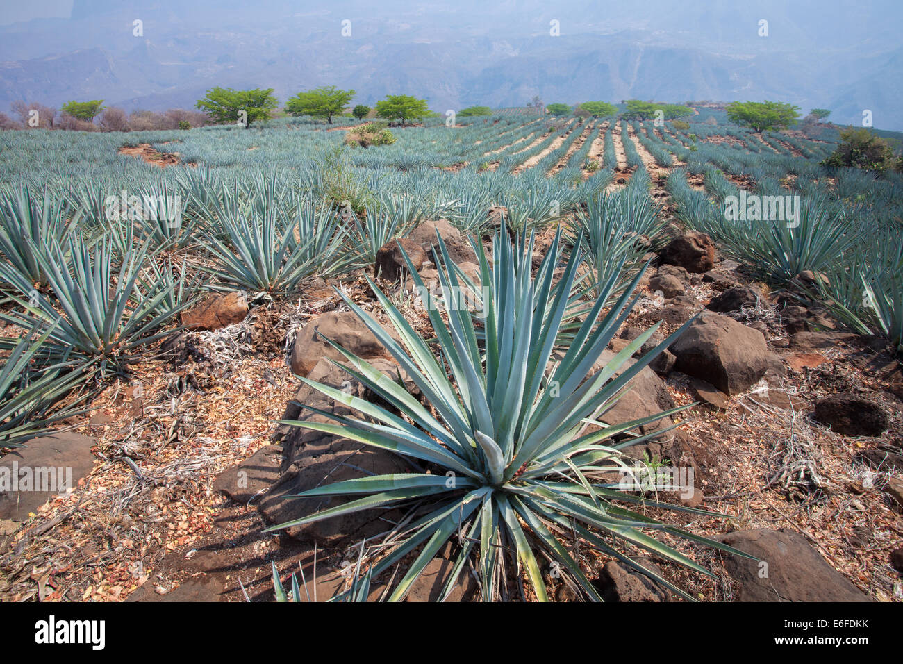 Fields of blue agave cactus near Tequila, Jalisco, Mexico Stock Photo
