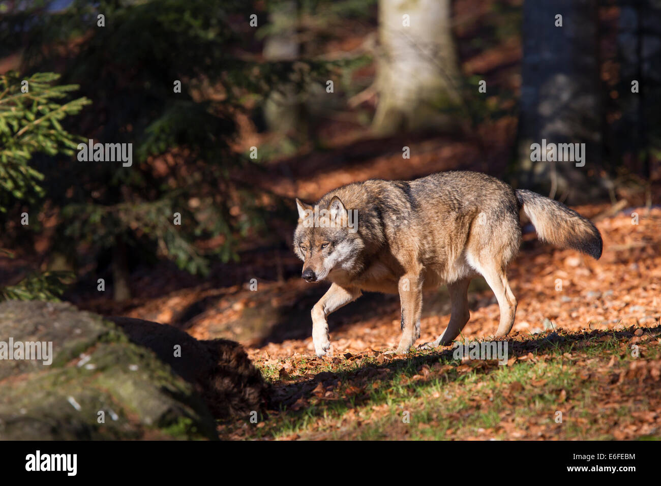 canis lupus wolf grey wolf eat prey animal Stock Photo - Alamy