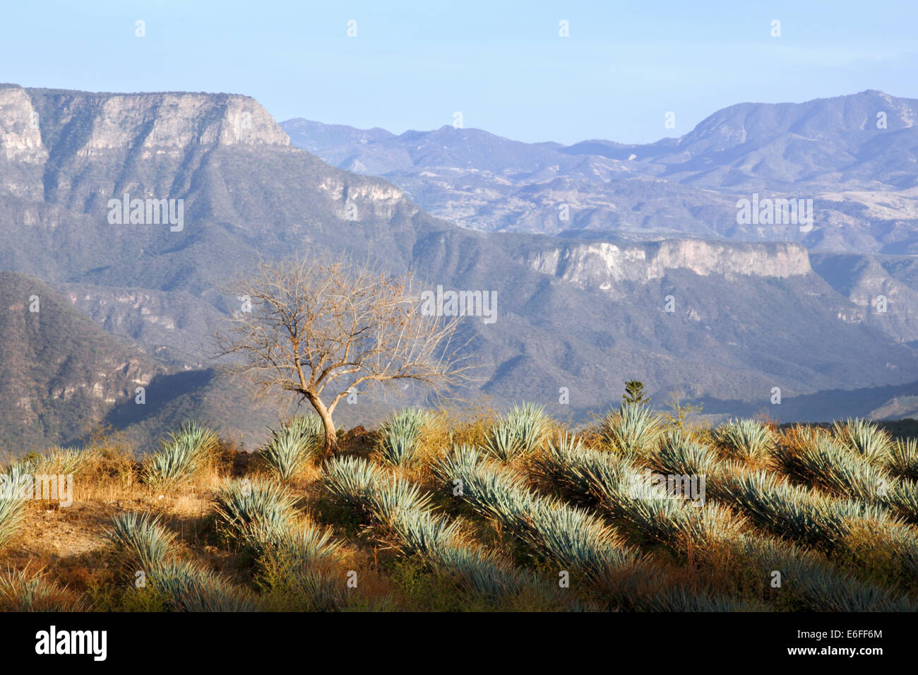 Blue agave cactus field near Tequila, Jalisco, Mexico Stock Photo Alamy