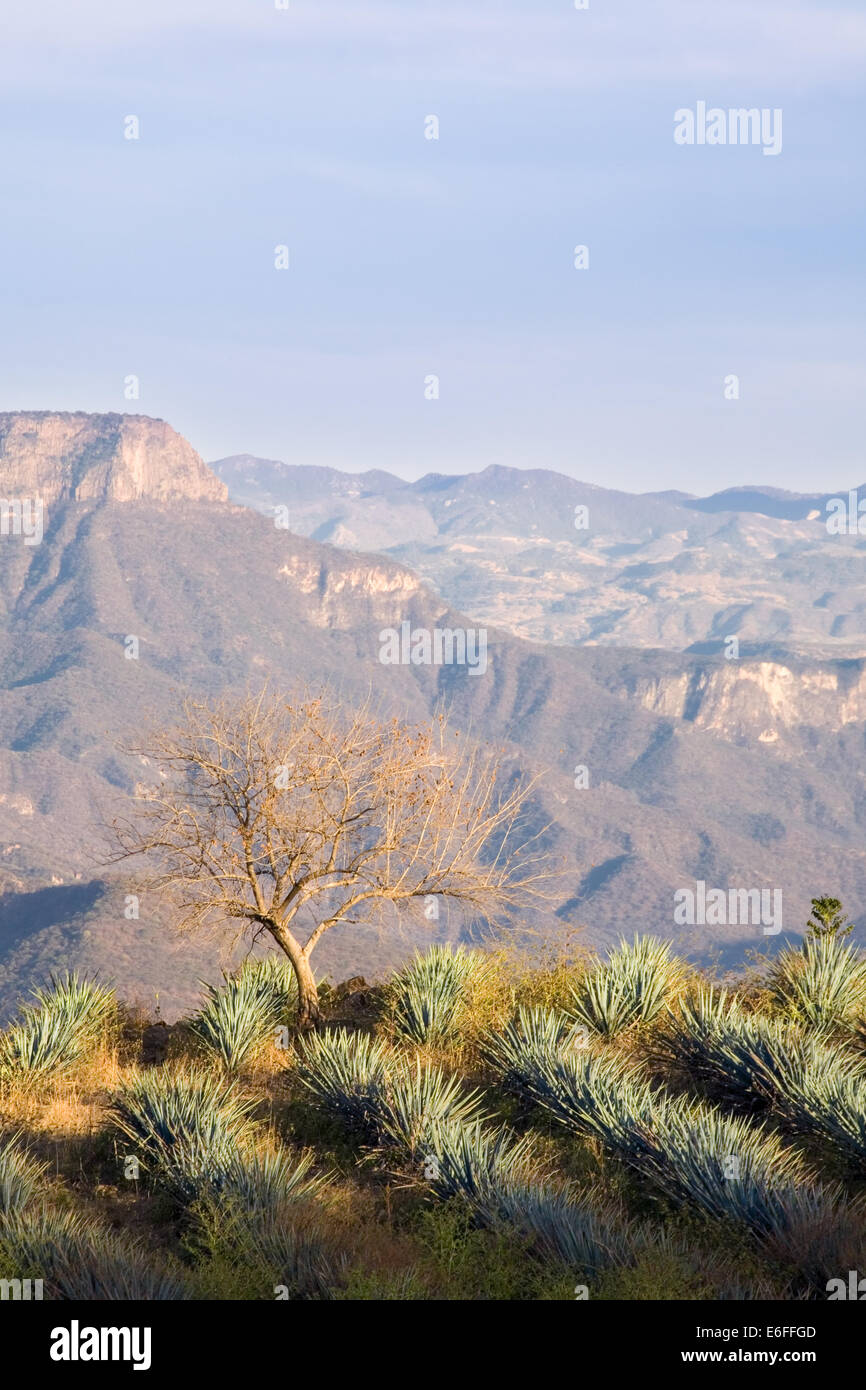 Blue agave cactus field near Tequila, Jalisco, Mexico Stock Photo Alamy