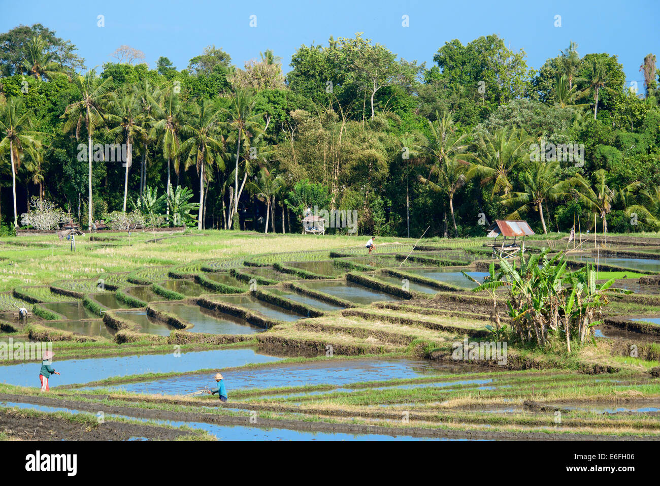 Farmers in paddy terraces  Pererenan Bali Indonesia Stock Photo