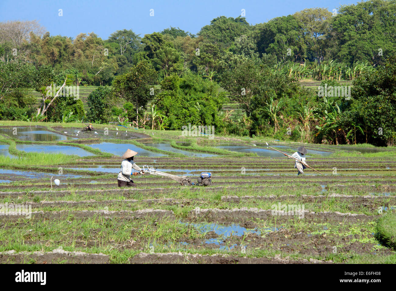 Farmers ploughing in paddy terrace Keliki Bali Indonesia Stock Photo