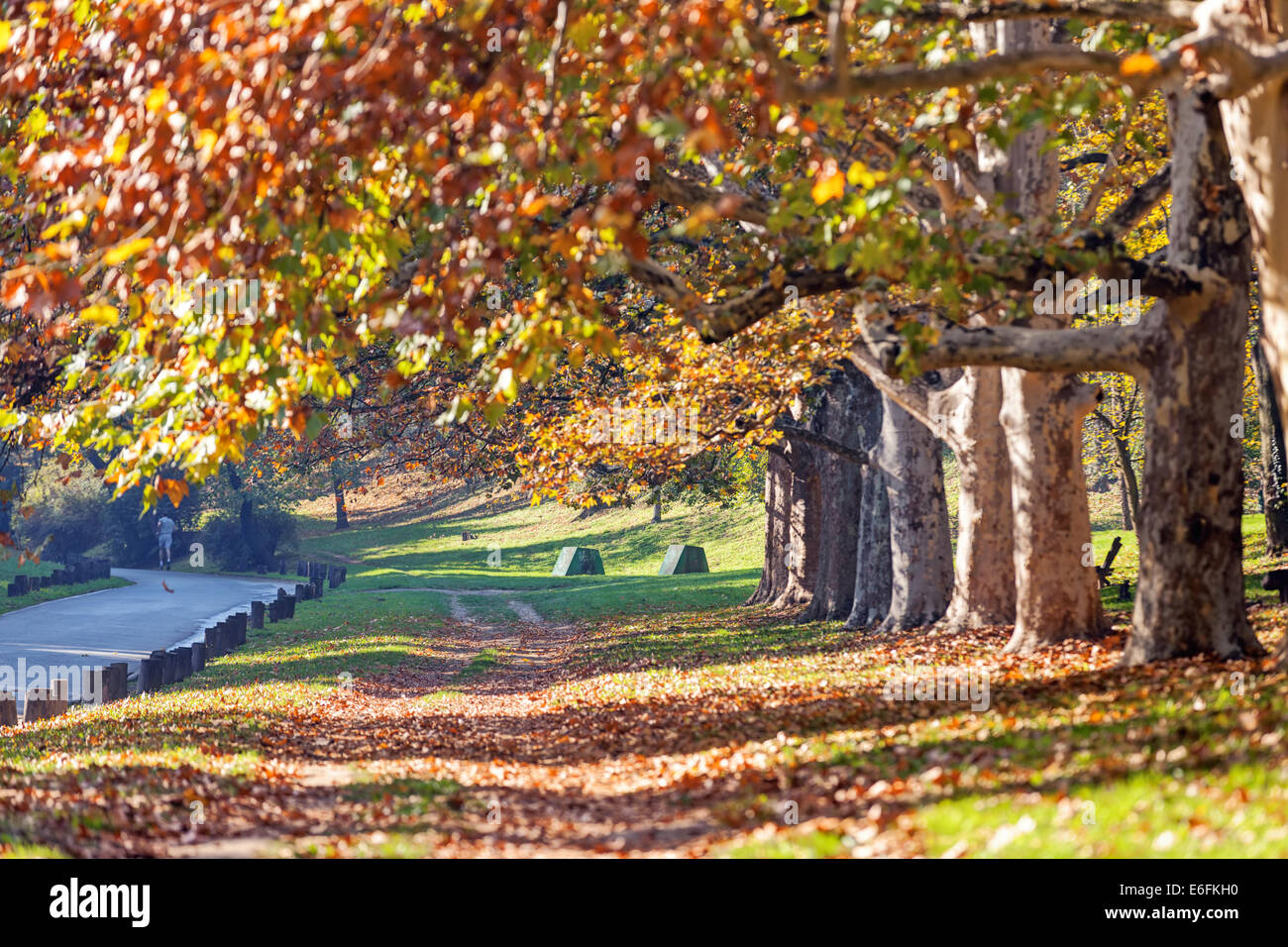 trees with fallen leaves in the park Stock Photo - Alamy