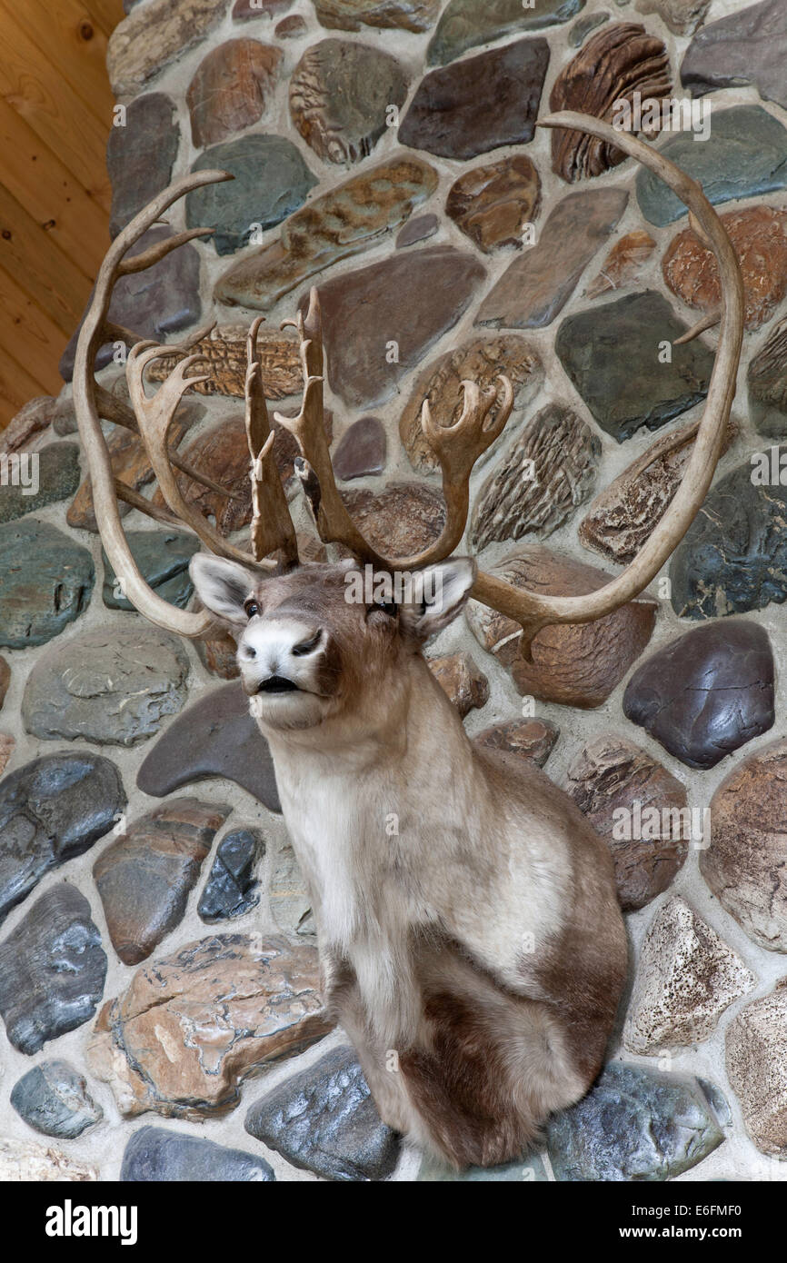 Barren Ground Caribou Mount on Stone Fireplace Stock Photo