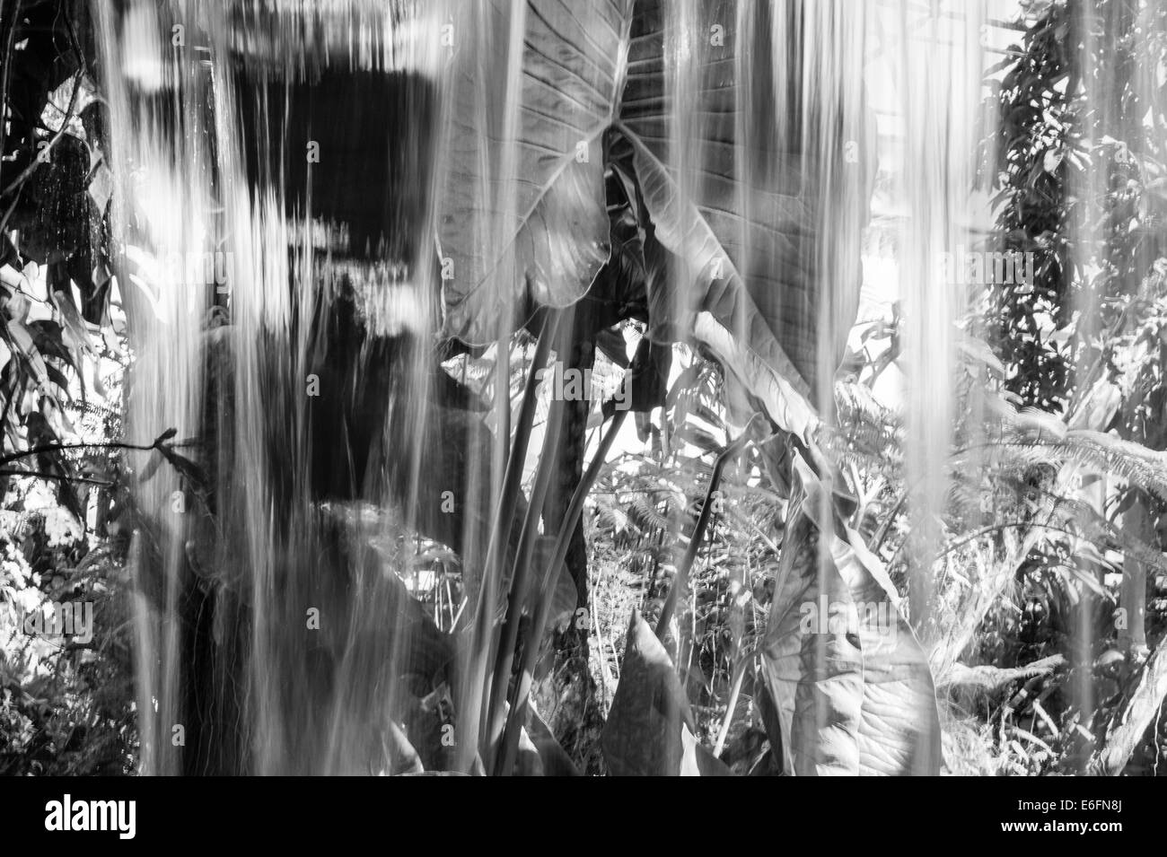 Through a waterfall in a tropical greenhouse in Tokyo, Japan Stock Photo