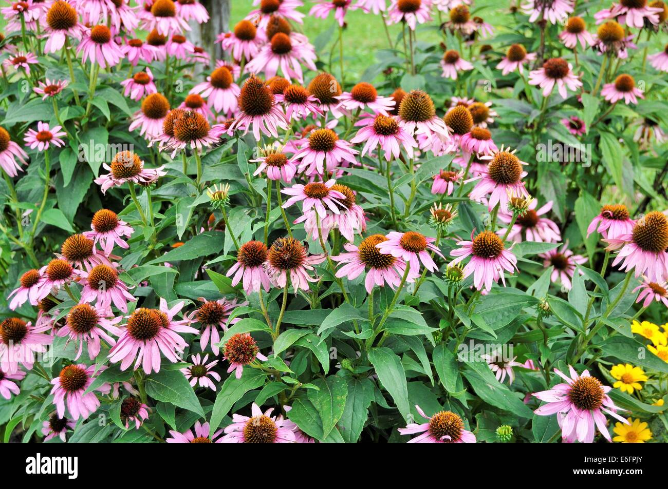 purple cone flowers Stock Photo Alamy