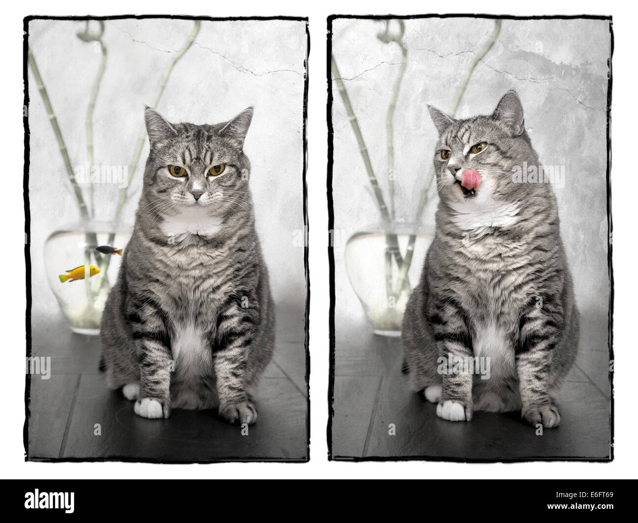 Cat has eaten the goldfish Stock Photo Alamy