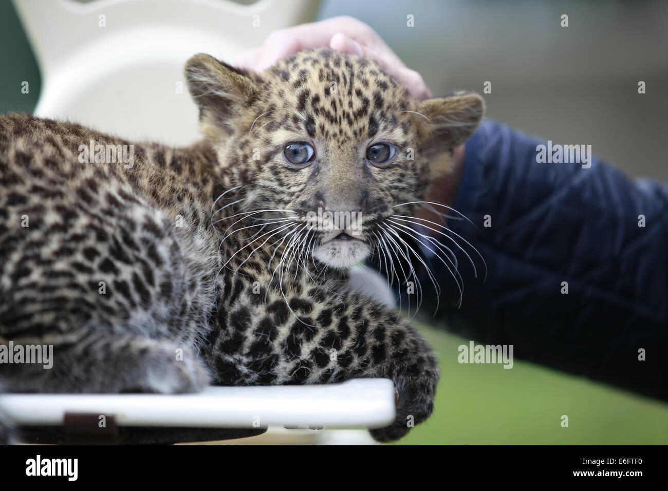 How Are Animals Added to the Endangered Species List? | Tufts Now, image size:1300x956