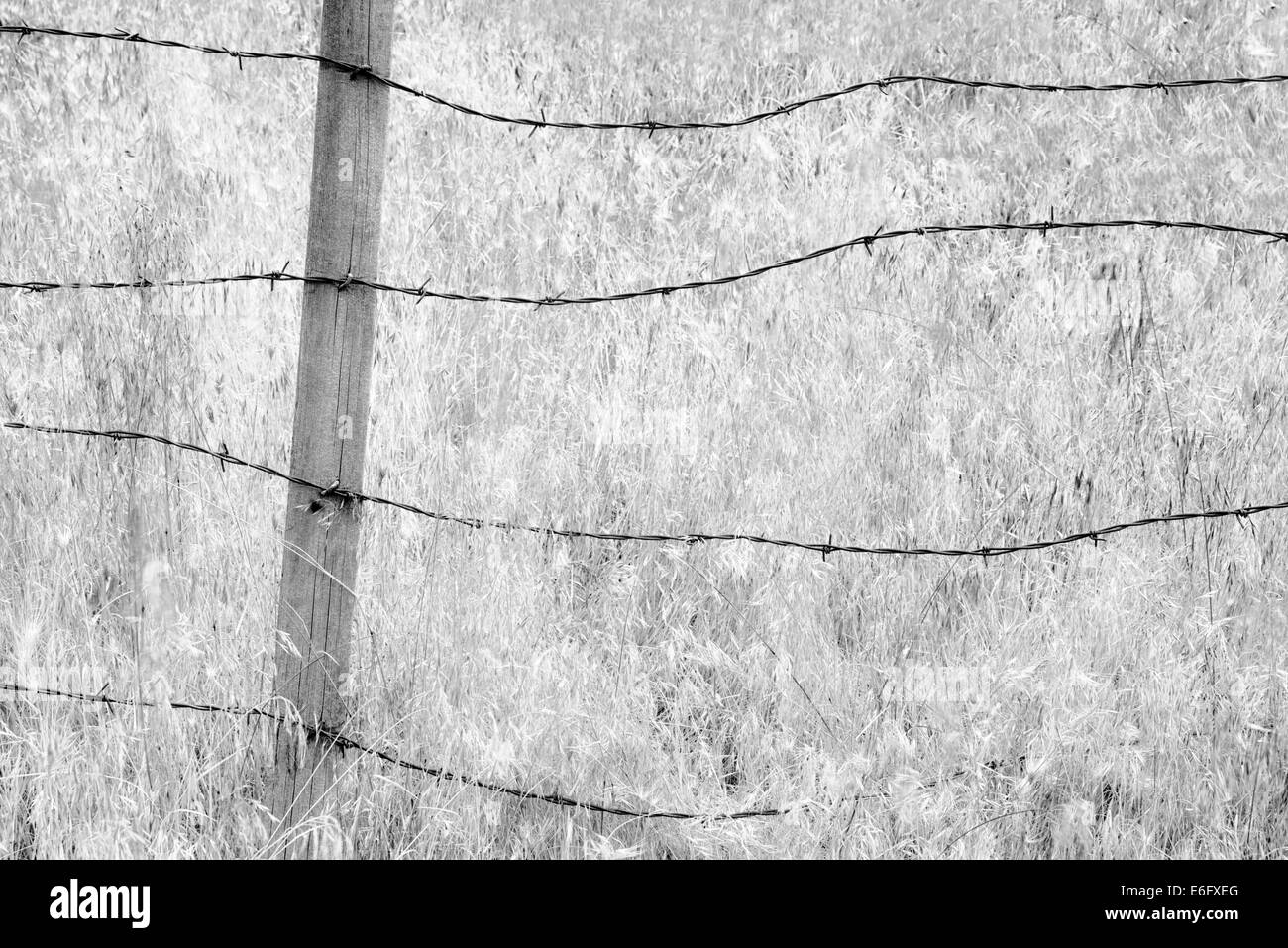 Barbed wire fence and grasses. Oregon.  Hells Canyon National Recreation Area, Oregon Stock Photo