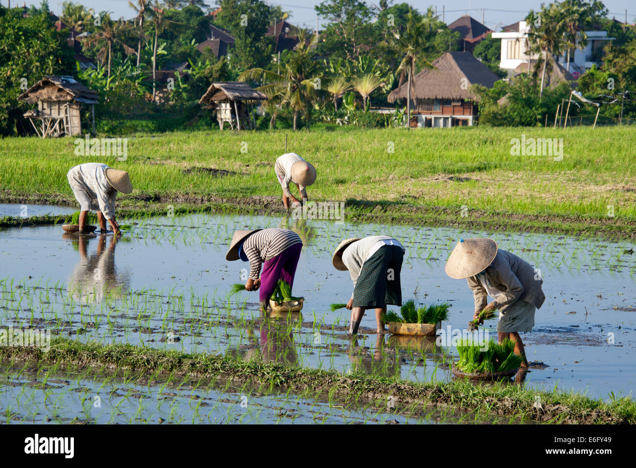 Women planting rice Pererenan Bali Indonesia Stock Photo