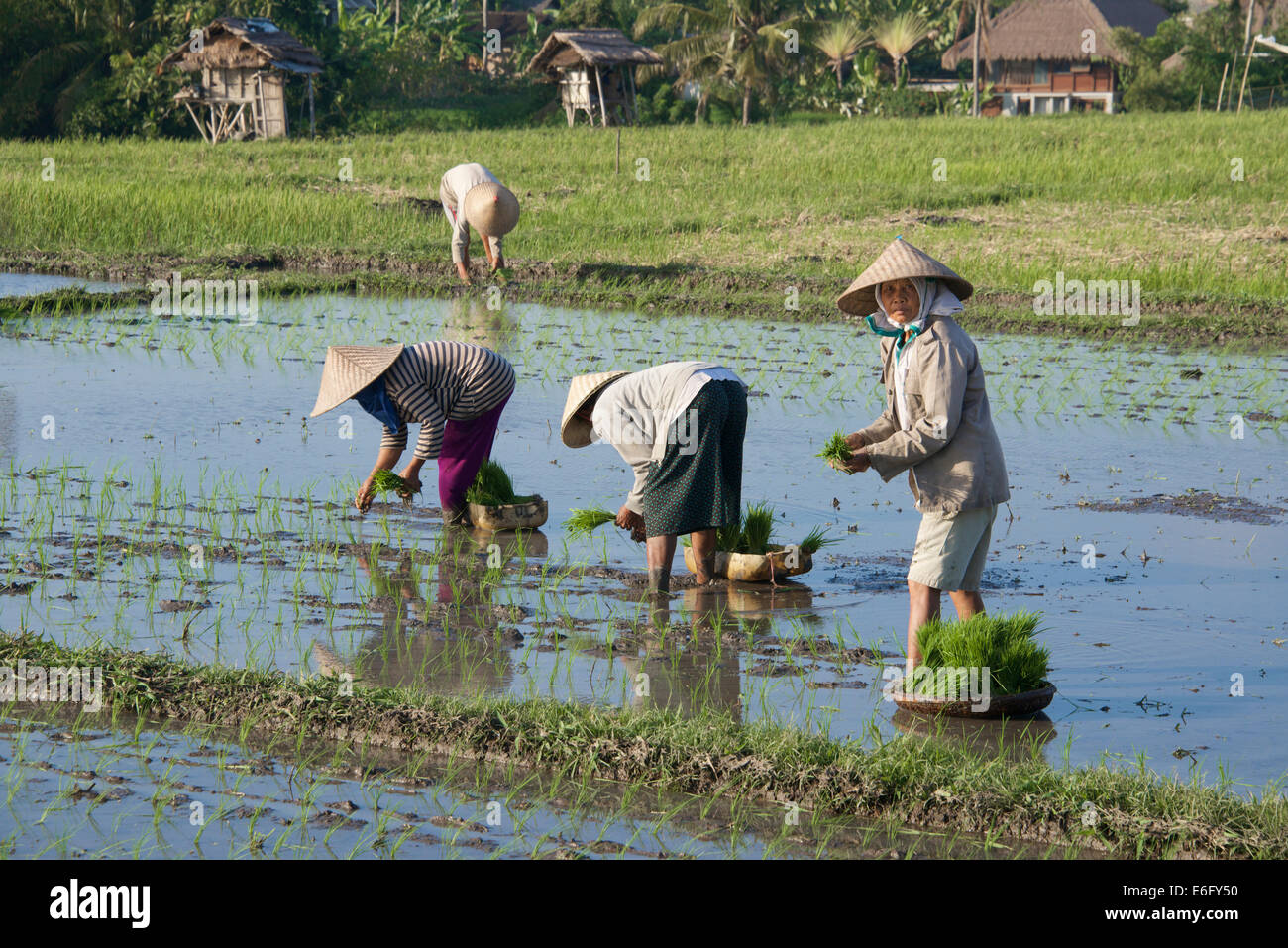 Women planting rice Pererenan Bali Indonesia Stock Photo