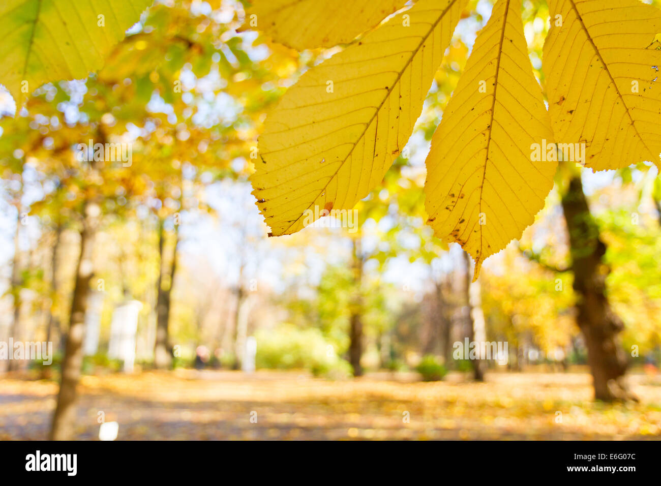 yellow leaves in autumn park Stock Photo - Alamy