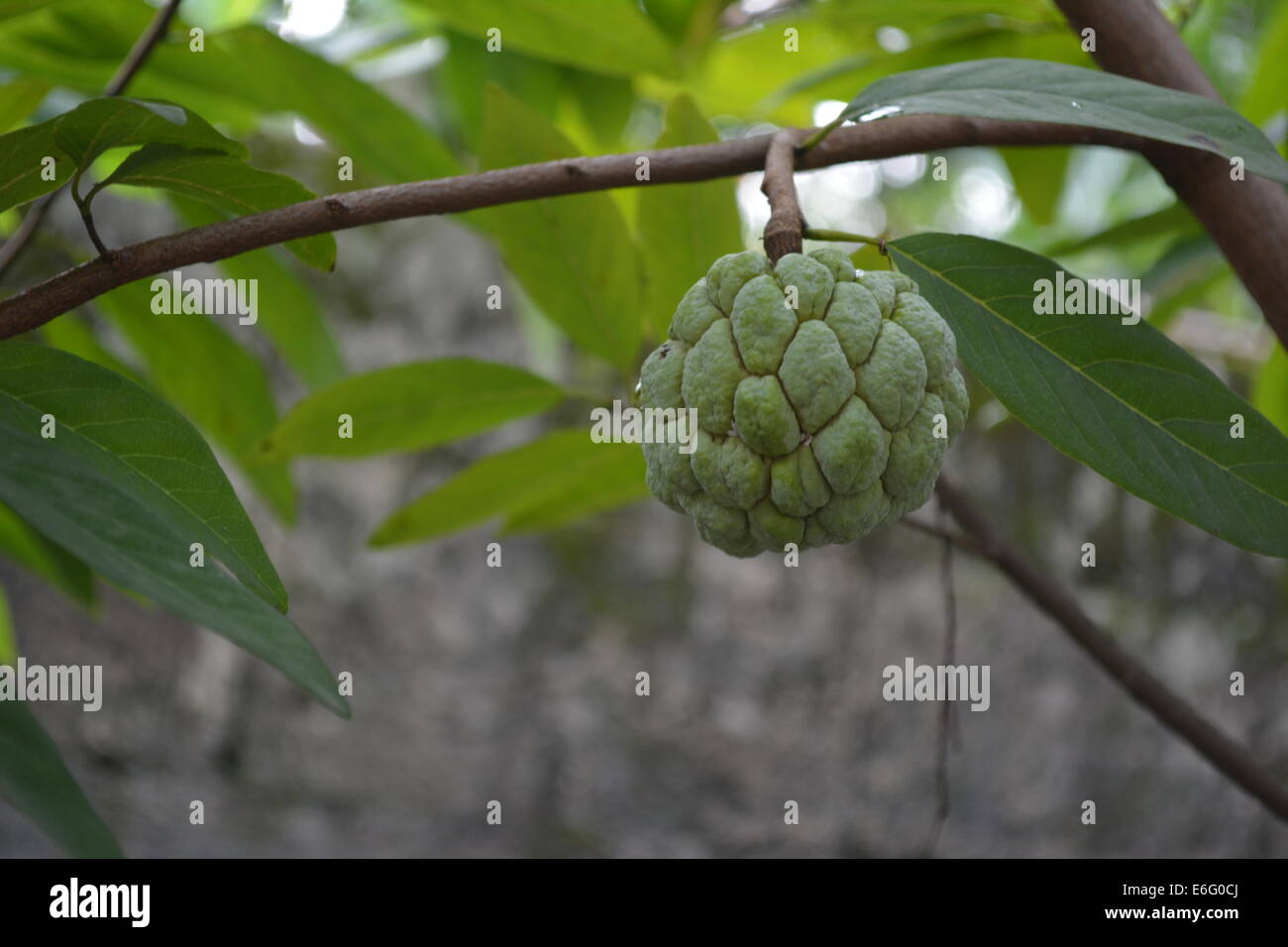 Atis Fruit Stock Photo Alamy