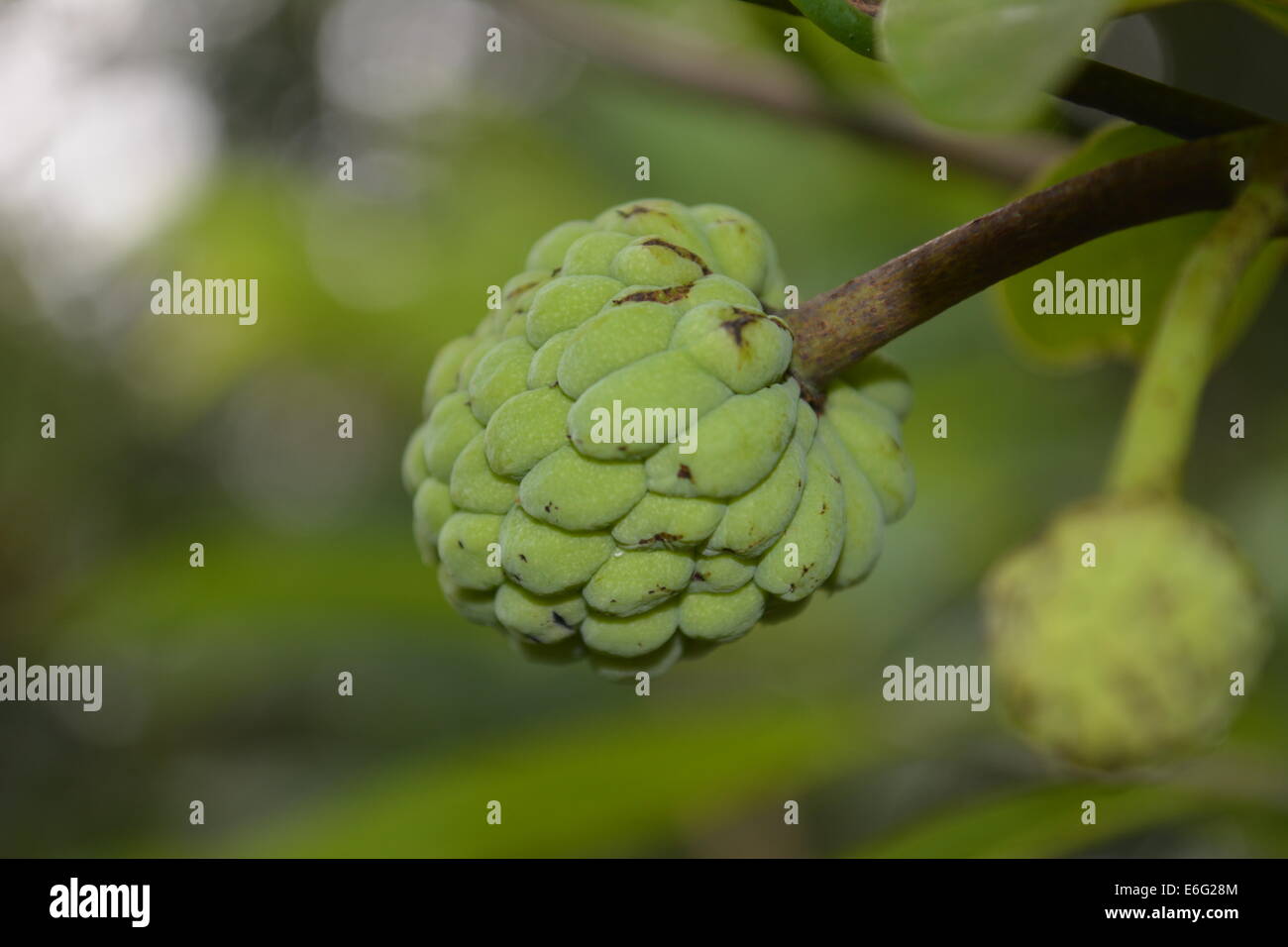 Atis Fruit High Resolution Stock Photography And Images Alamy
