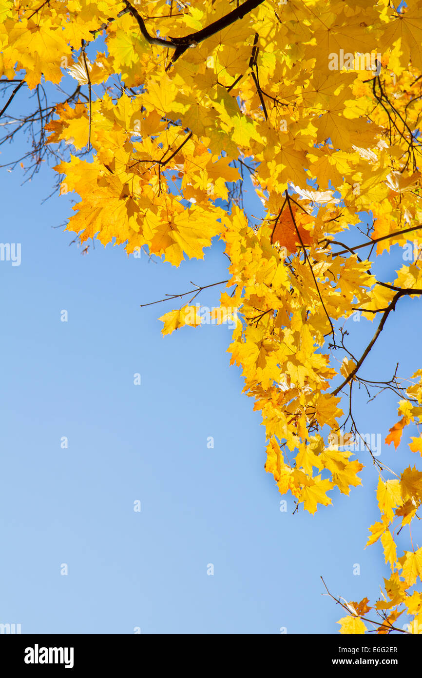 yellow maple in autumn park Stock Photo - Alamy