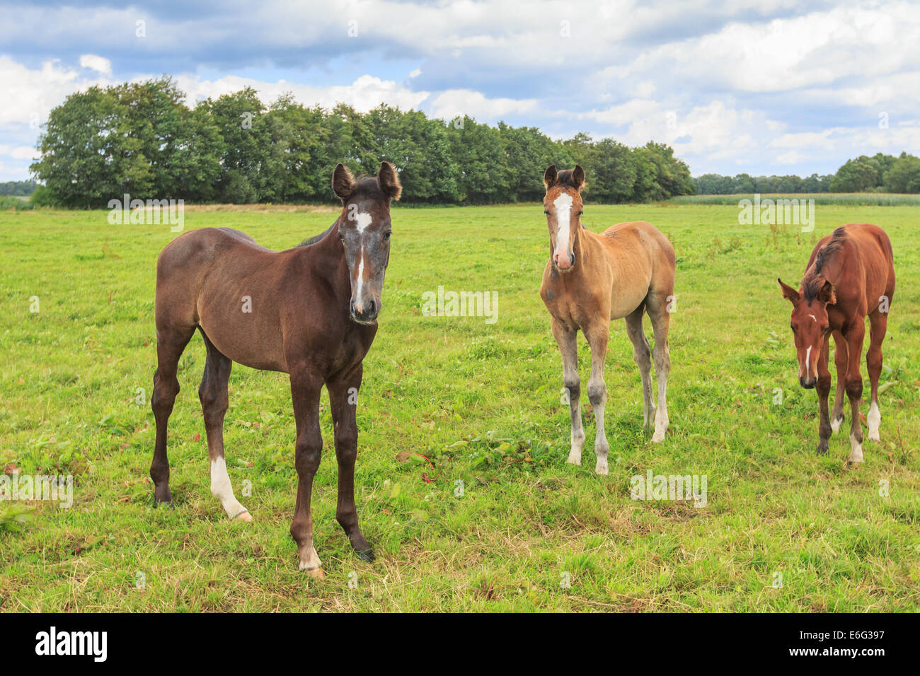 Three foals, young horses, stand together curious to look in a green meadow with trees in the background Stock Photo