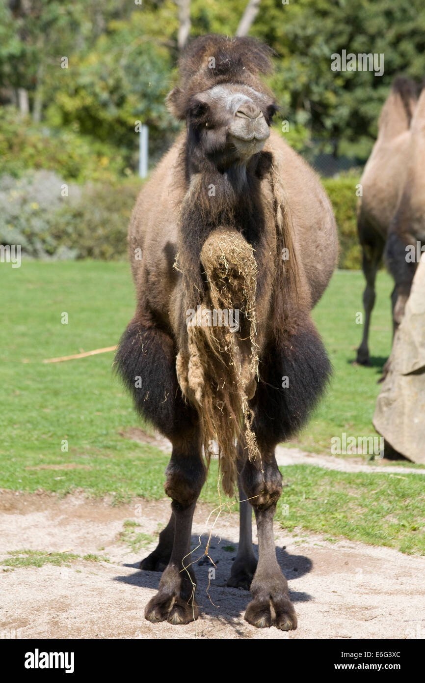 Two-humped camel in a paddock Camelus Dromedary Stock Photo