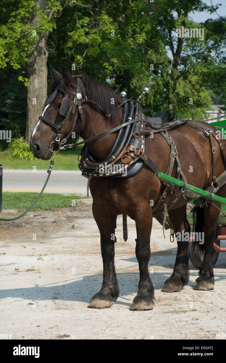 Ohio, Geauga County, Mesopotamia. Typical Amish horse cart Stock Photo