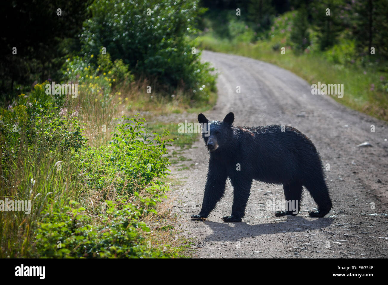 Black bear, on the Blacktail Plateau Drive in Yellowstone National Park