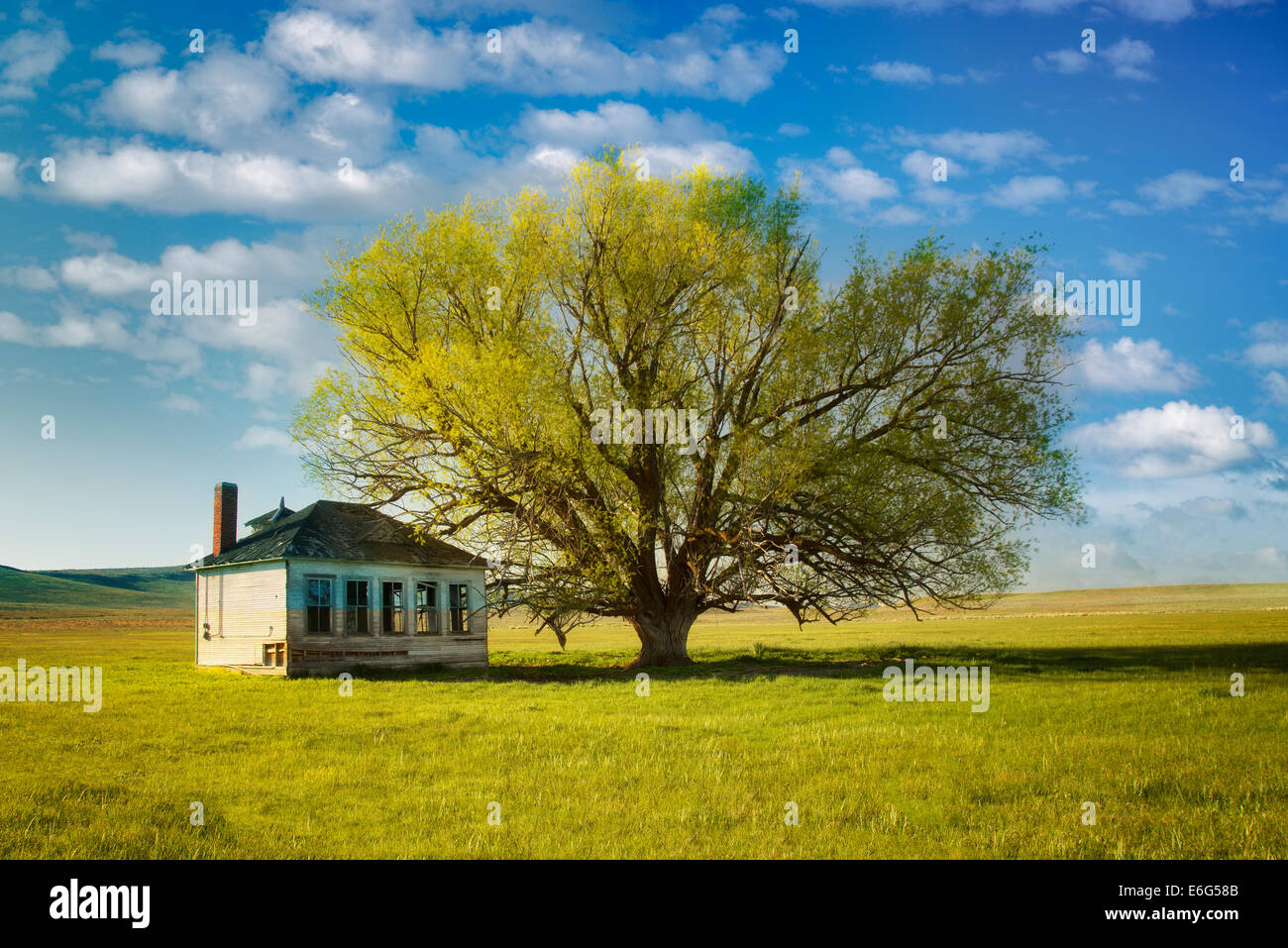 Pioneer Schoolhouse and lone tree in pasture. Near Jordan Valley. Eastern Oregon Stock Photo