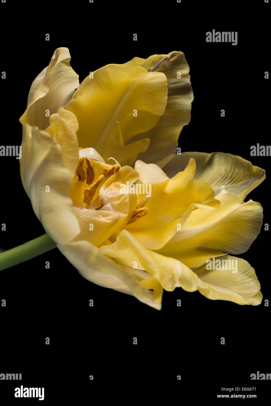 yellow tulip still-life pronkstilleven Stock Photo