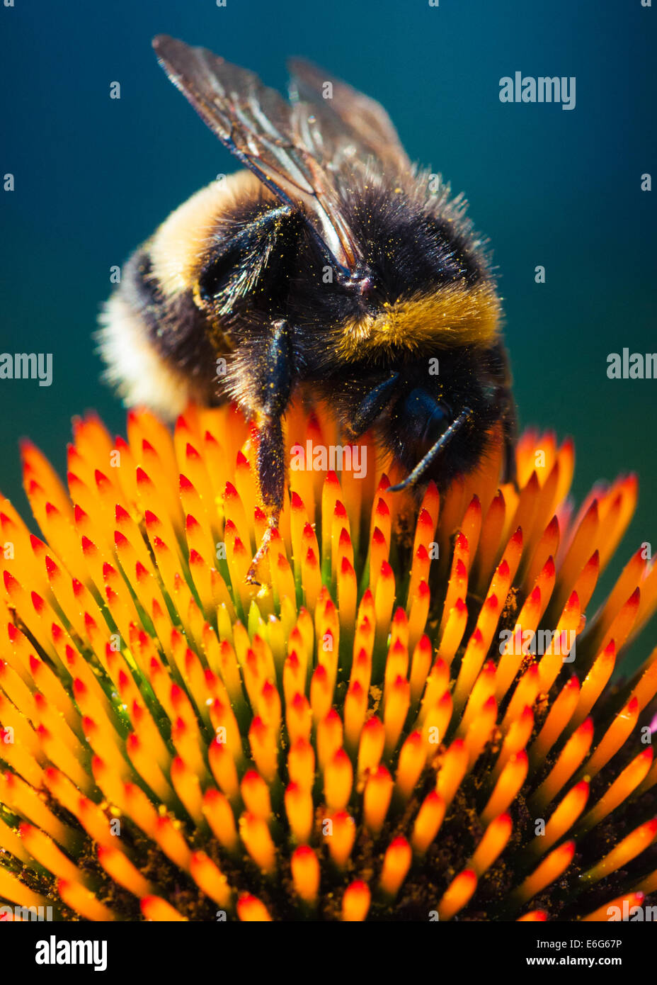 Bumblebee on Echinacea Primadonna Purpurea Coneflower Stock Photo Alamy