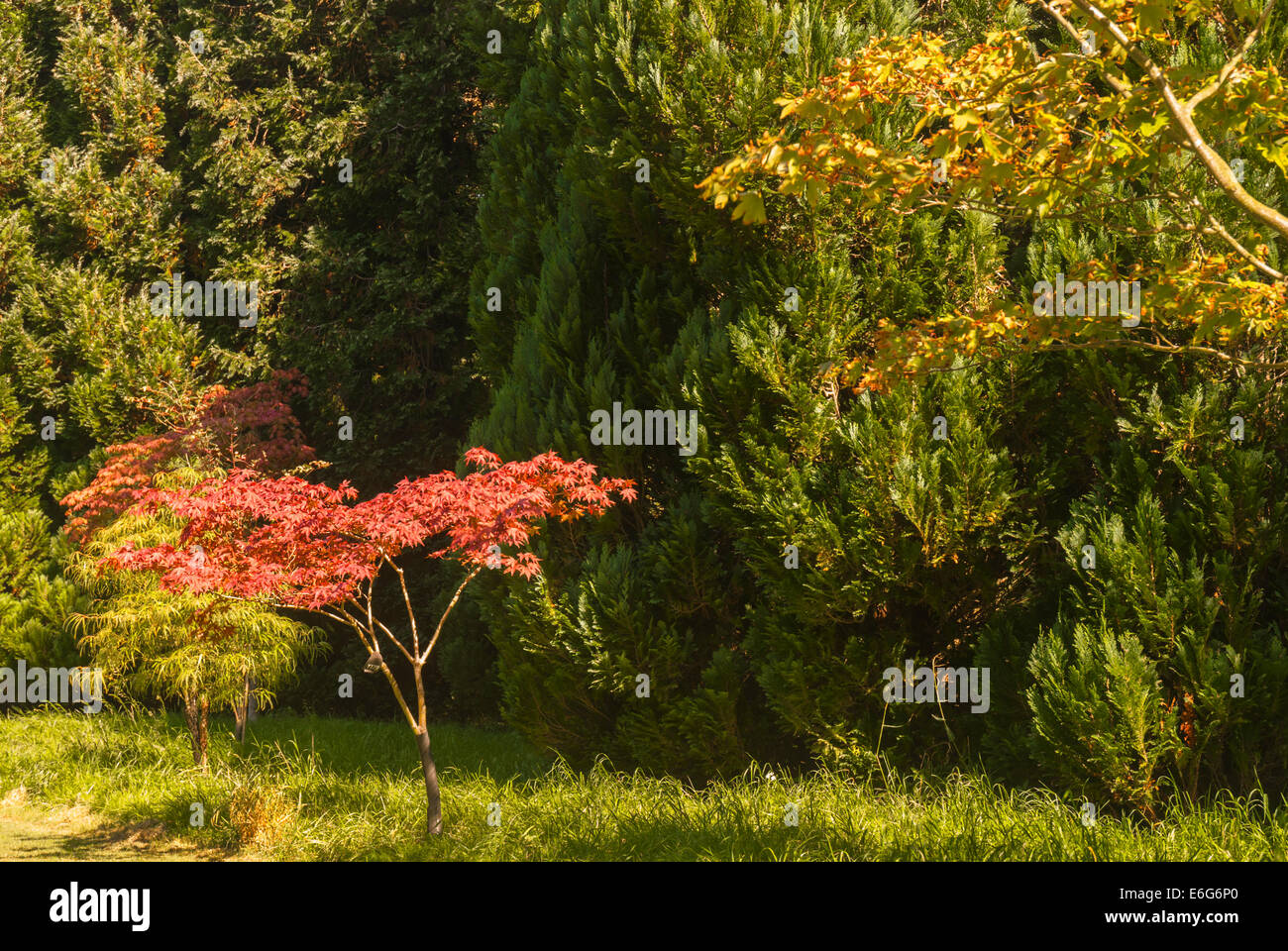 A small red Acer tree in sunlight against the green of the pines behind. Stock Photo