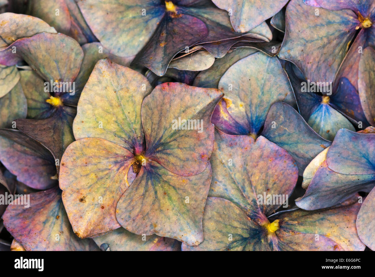 A macro shot of Hydrangea, Hortensia, petals. Stock Photo