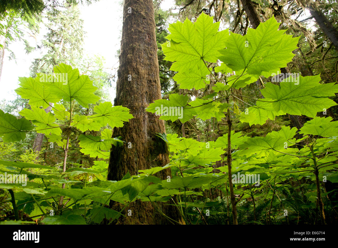 Hoh Rainforest leaves and moss covered trees, Olympic Peninsula, Washington state, USA. Stock Photo