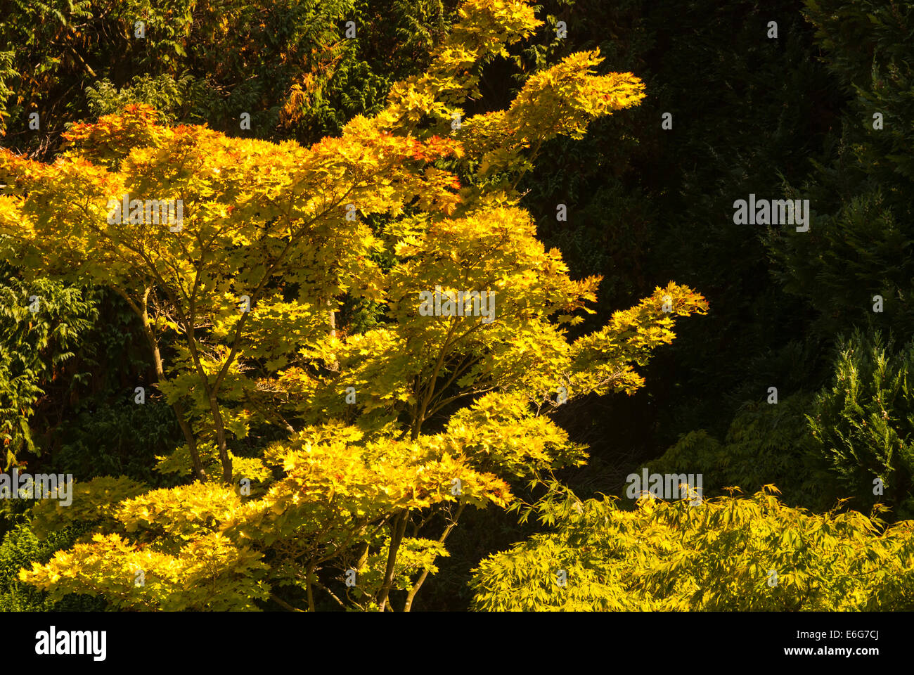 An Acer Tree in sunlight against the dark green of the pines. Stock Photo